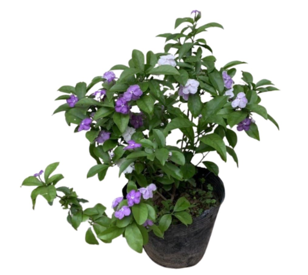 ông dụng của cây Lài Nhật